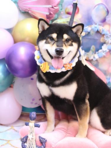 20240825ココくん